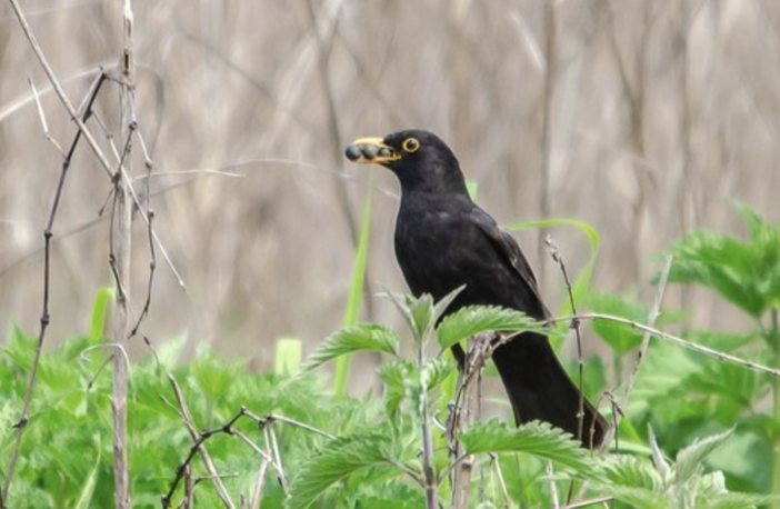 Esemplare di merlo, nello scatto di Enrico Ruggeri
