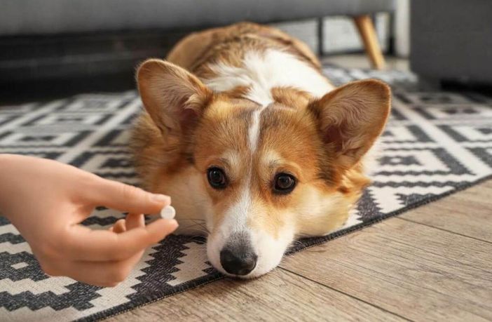 Antiparassitari per cani: guida completa e sicura