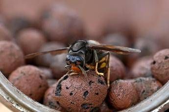 Sciame di calabroni attacca 30 persone nel Torinese, paura al parco della Mandria