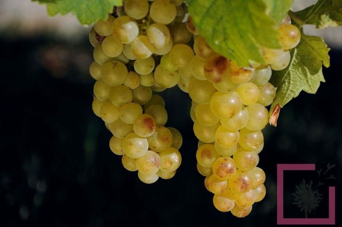 Moscato, Coldiretti Piemonte: “No all’abbassamento delle rese sotto gli 85 quintali per ettaro”