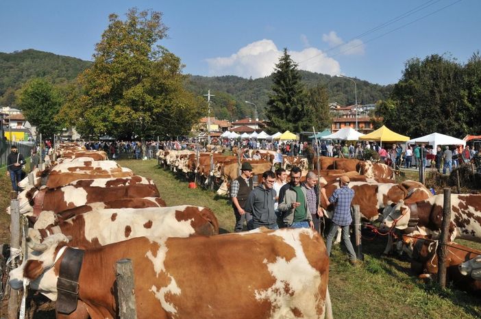 Anche l'istituto Fobelli alla Fiera Zootecnica di Armeno