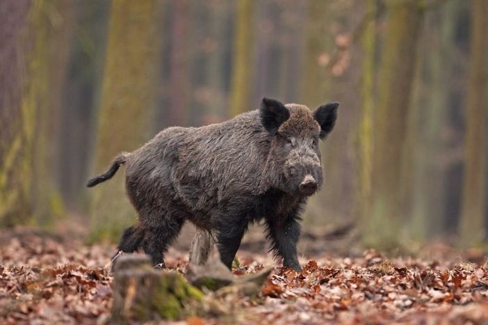 Allarme cinghiali: sarebbero oltre 35 mila in Piemonte