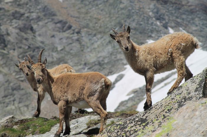 Macugnaga, i lupi sbranano uno stambecco nei pressi di Pecetto