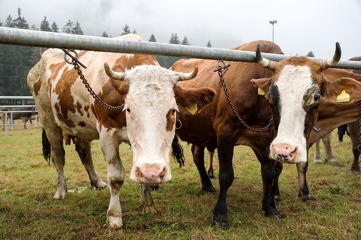 Torna al Centro del Fondo la mostra bovina della Valle Vigezzo Torna al Centro del Fondo la mostra bovina della Valle Vigezzo