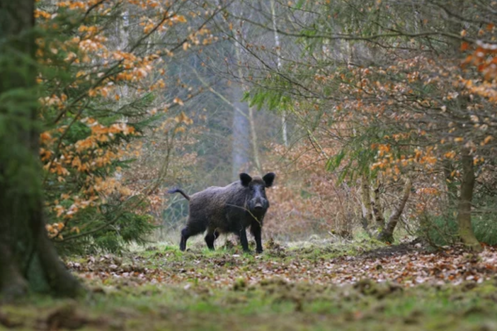 Peste suina africana: la Regione istituisca tavolo permanente
