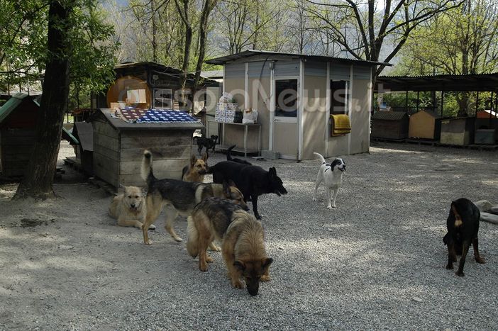 Nuova convenzione tra il Comune di Domodossola e gli Amici del Cane