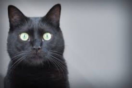 Giornata del gatto nero, tra mito e superstizione: ecco perché adottarli Giornata del gatto nero, tra mito e superstizione: ecco perché adottarli