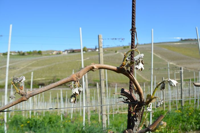 Coldiretti Piemonte: "Allarme gelo, grandi rischi per tutte le coltivazioni" Coldiretti Piemonte: "Allarme gelo, grandi rischi per tutte le coltivazioni"