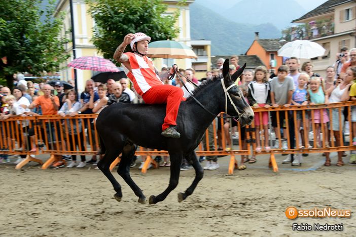 Premosello, cresce l'attesa per il tradizionale Palio degli Asini Premosello, cresce l'attesa per il tradizionale Palio degli Asini