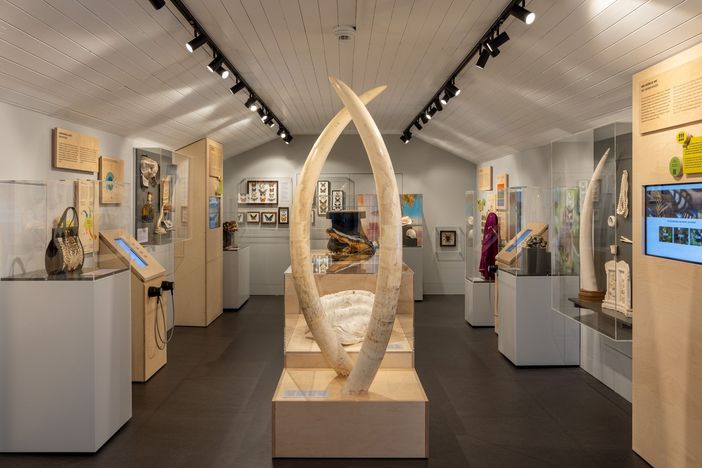 Souvenir proibiti: zanne, borse e animali imbalsamati in mostra al Museo delle Dogane Svizzero
