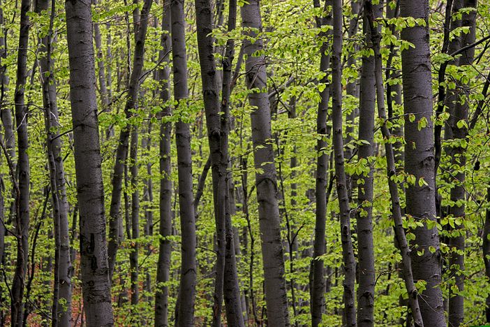 "Laboratorio bosco": un progetto della Provincia per valorizzare la filiera forestale "Laboratorio bosco": un progetto della Provincia per valorizzare la filiera forestale