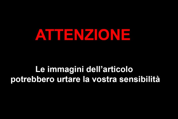 Abbattuti i due cinghiali che s'aggiravano in città