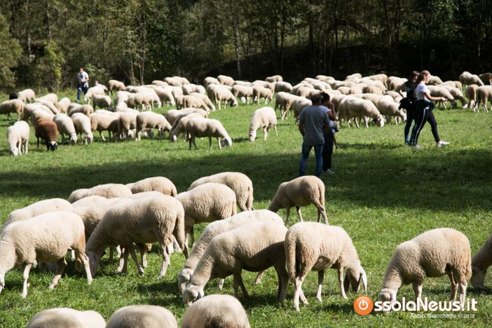 Due giorni di festa per la tradizionale transumanza della Valle Bognanco