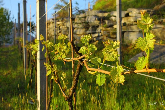 Il GAL incontra le aziende agricole, trasformatori alimentari e imprese turistiche