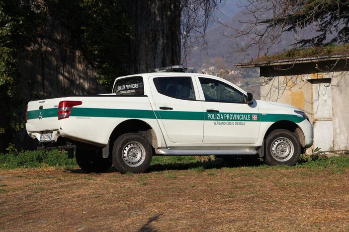 Baceno, auto investe un cervo in pieno giorno