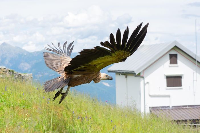 Liberato al Lusentino un raro esemplare di grifone FOTO E VIDEO Liberato al Lusentino un raro esemplare di grifone FOTO E VIDEO