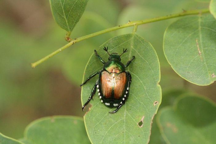 Popilia japonica e siccità, Protopapa: "Ascoltare i territori e condividere le future azioni” Popilia japonica e siccità, Protopapa: "Ascoltare i territori e condividere le future azioni”