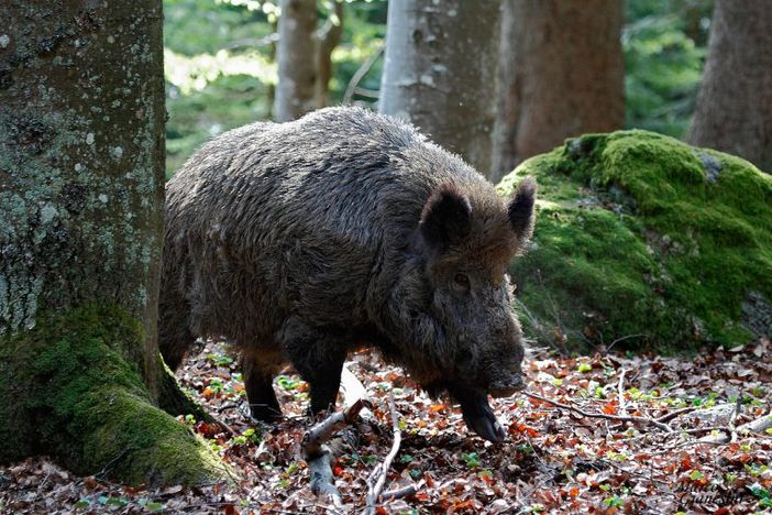 Coldiretti Piemonte,  cinghiali: ancora troppo pochi gli abbattimenti