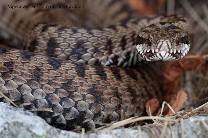 Una mostra fotografica per raccontare le biodiversità dall’Ossola al Ticino Una mostra fotografica per raccontare le biodiversità dall’Ossola al Ticino
