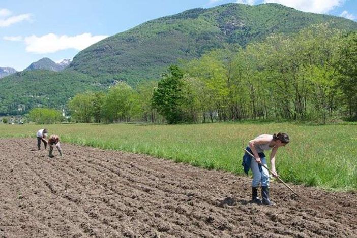 Indennità compensativa, Coldiretti: “Importante l’apertura del bando ma occorre integrare risorse per coprire tutte le domande” Indennità compensativa, Coldiretti: “Importante l’apertura del bando ma occorre integrare risorse per coprire tutte le domande”