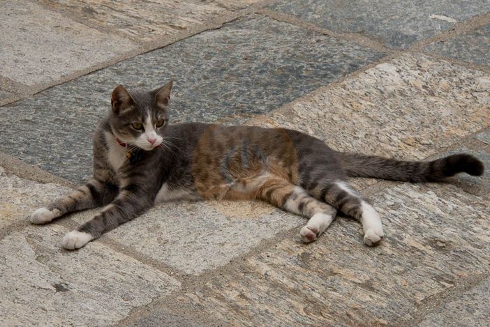 Lav, un'apericena per aiutare i gatti della provincia Lav, un'apericena per aiutare i gatti della provincia