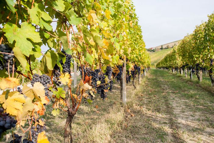 Il Piemonte del vino guarda al biologico: quando la sostenibilità passa dalla cooperazione