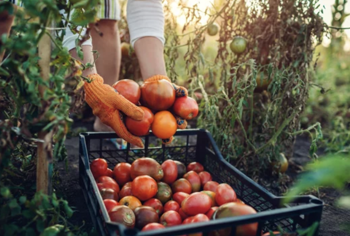 Psr Piemonte, prorogata la scadenza del bando per i giovani agricoltori