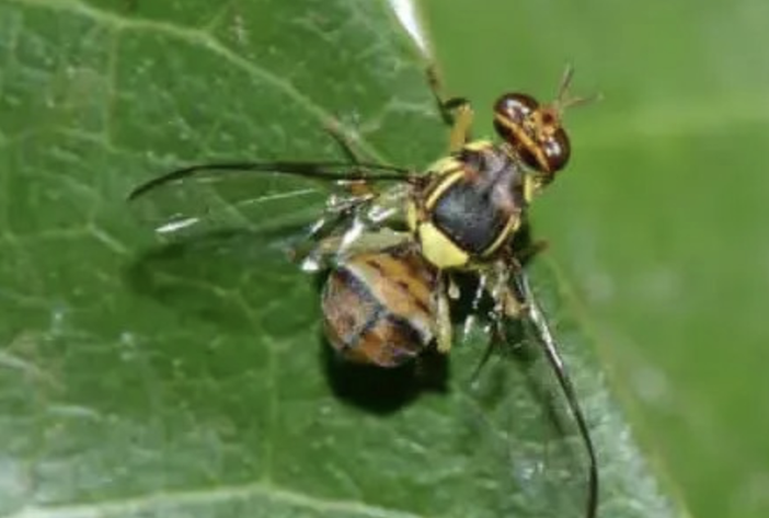 Mosca orientale e i rischi per l’export dell’ortofrutta piemontese Mosca orientale e i rischi per l’export dell’ortofrutta piemontese