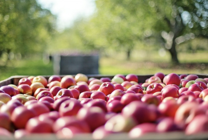 Confagricoltura Piemonte: con siccità e caro energia frutticoltura a rischio