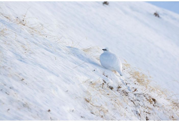 Aree Protette Ossola, conclusi i censimenti primaverili dei galliformi alpini