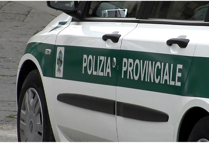 Diversi cervi investiti nel Vco, la polizia provinciale invita gli automobilisti alla prudenza Diversi cervi investiti nel Vco, la polizia provinciale invita gli automobilisti alla prudenza