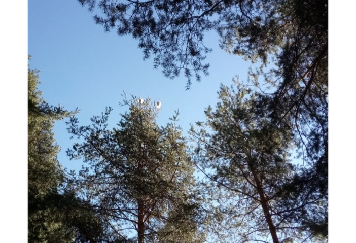 Lotta alla processionaria:  la polizia provinciale spara, il Comune paga le munizioni