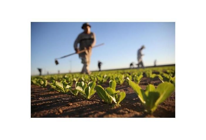 La Regione ha liquidato 21,8 milioni alle aziende agricole La Regione ha liquidato 21,8 milioni alle aziende agricole