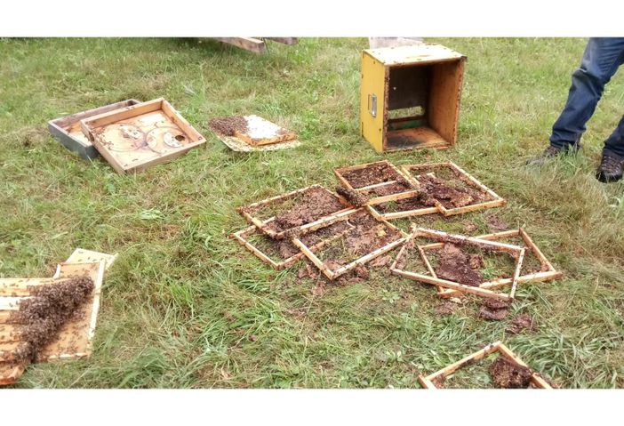 Aperto il bando regionale da 300 mila euro per il risarcimento dei danni causati dai lupi Aperto il bando regionale da 300 mila euro per il risarcimento dei danni causati dai lupi