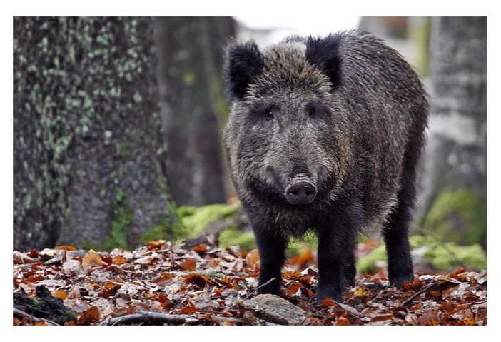 Peste suina in Piemonte: “Un commissario straordinario per la fauna selvatica” Peste suina in Piemonte: “Un commissario straordinario per la fauna selvatica”
