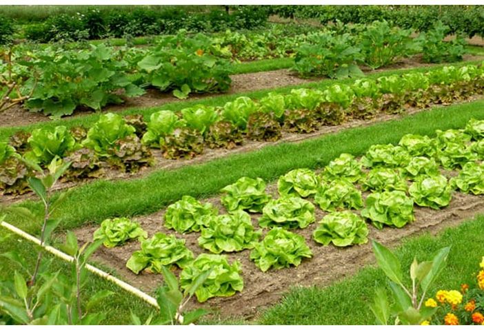 Orti familiari: tornano per 4 italiani su 10 e combattono lo stress da pandemia