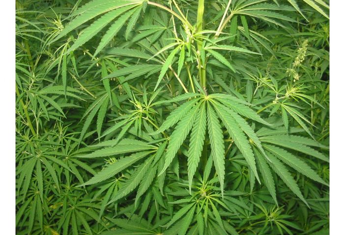 Grimaldi (LUV): "L’abuso di sostanze aumenta pericolosamente, ma la Regione non applica la DGR sulla riduzione del danno"