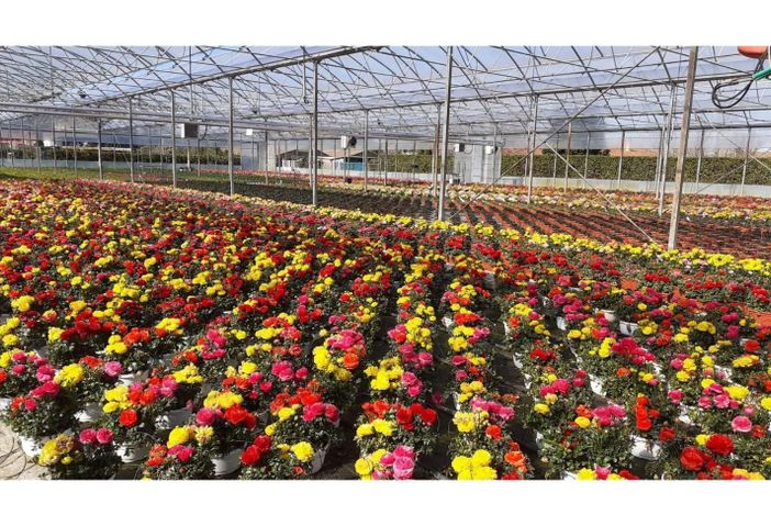 “Floricoltori italiani, su la testa!”: il 15 febbraio incontro tra le aziende “Floricoltori italiani, su la testa!”: il 15 febbraio incontro tra le aziende