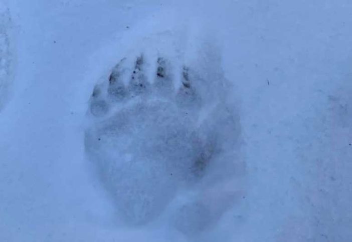 Spadone: "No ai safari fotografici all'orso" Spadone: "No ai safari fotografici all'orso"