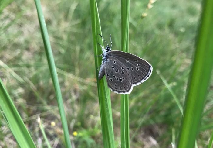 Il Parco Val Grande in prima linea contro l'estinzione della farfalla più rara d'Europa