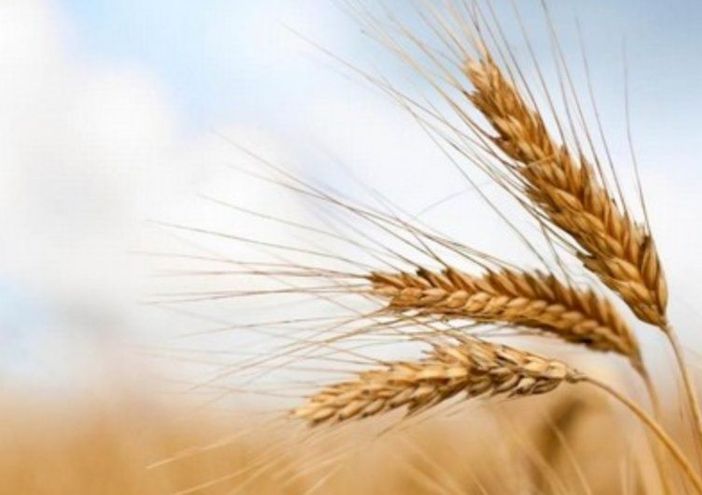 Invasione di grano canadese in Italia: allarme per il rischio di danni al settore agricolo