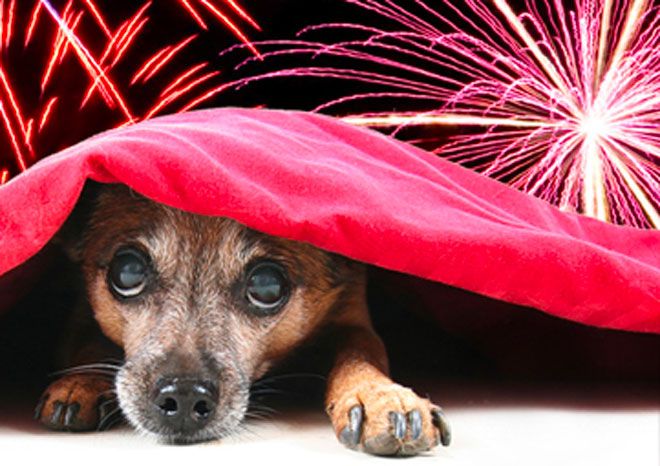 L'appello dell'associazione ViviPiemonte: "Divieto di botti durante le Feste e in particolare a Capodanno"
