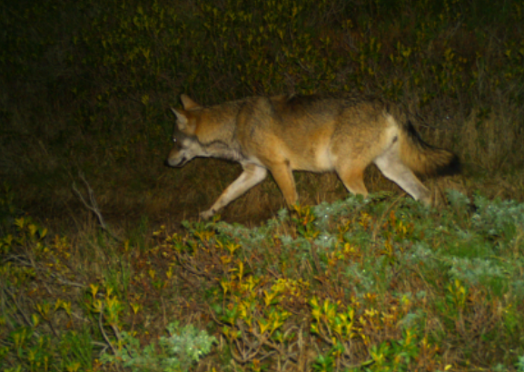 Lupi nel Vco: 489 video e 600 km percorsi per monitorare la loro presenza