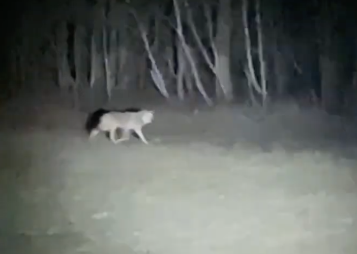 Un lupo filmato da due giovani a Premia VIDEO Un lupo filmato da due giovani a Premia VIDEO