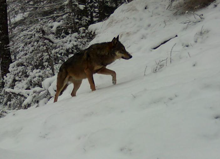 &quot;Il ritorno dei grandi predatori nel Vco&quot;: un incontro divulgativo a Ornavasso