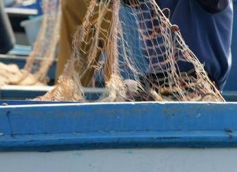 Salmonella nelle telline di Maccarese, stop temporaneo a raccolta e consumo