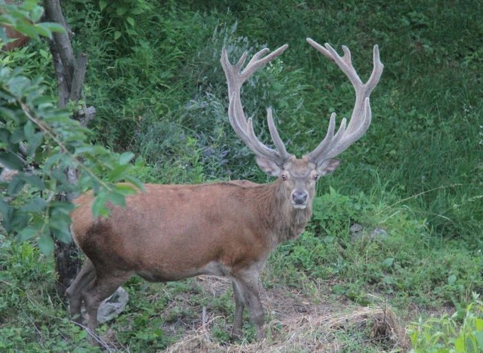 Claudio Sciagata (presidente FIDC Villadossola) interviene sulla questione del cervo Eugenio Claudio Sciagata (presidente FIDC Villadossola) interviene sulla questione del cervo Eugenio