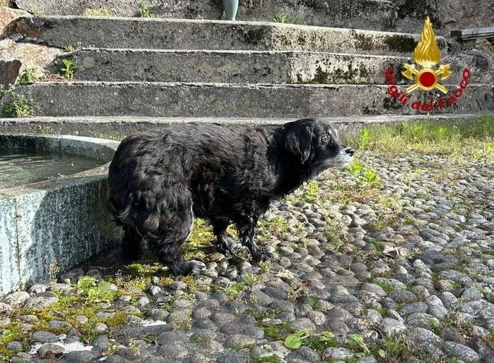 Cane cieco cade in un dirupo, salvato dai vigili del fuoco VIDEO Cane cieco cade in un dirupo, salvato dai vigili del fuoco VIDEO