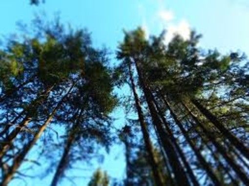 Finpiemonte capofila in progetto di tutela delle foreste alpine