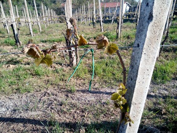 Il sollievo di Coldiretti: "Riconosciuto lo stato di calamità per le gelate dello scorso aprile"